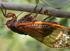 Periodical Cicada